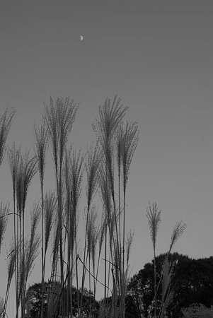 20081206_155448_0