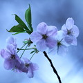 大和郡山城跡の垂れ桜