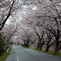 飛鳥川の桜