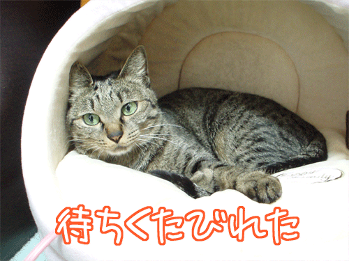 090131-【猫アニメ】待ちくたびれたにゃ～