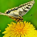アゲハ蝶～たんぽぽ