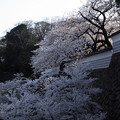 石川門　なまこ壁から　満開の桜