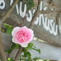 Photos: Pink Rose